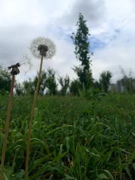 Dandelion 001 Stock Photos