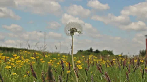Dandelion 0306 11 Stock Footage 24611126
