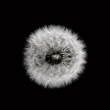 Dandelion 1 写真素材