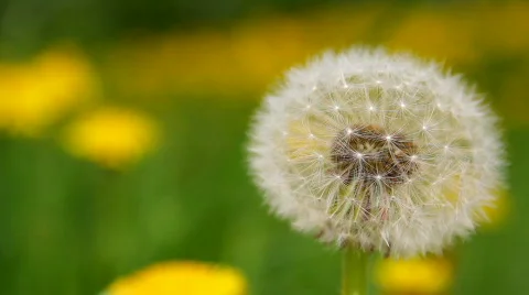 Dandelion 10 動画素材 720877