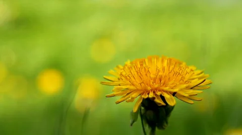 Dandelion 11 Stock Footage 722987