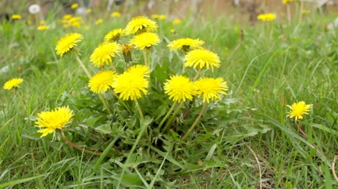 Dandelion 2 Video stock 34423775