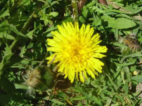 Dandelion 2 Stock Photos