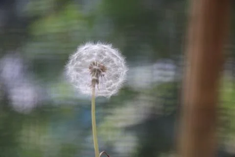 Dandelion 2 Stock Photos
