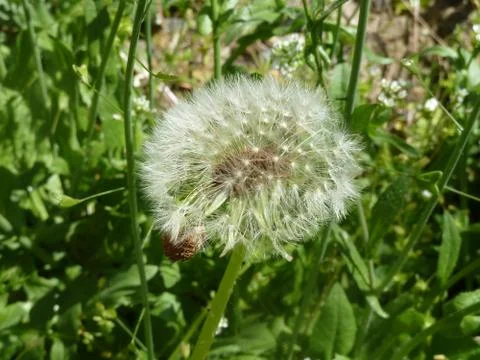 Dandelion 3 Stock Photos