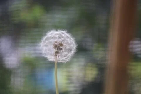 Dandelion 3 Stock Photos