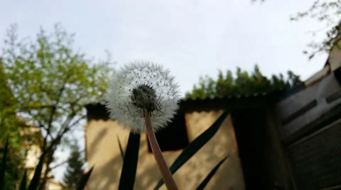 Dandelion 4k Stock Footage 36825012