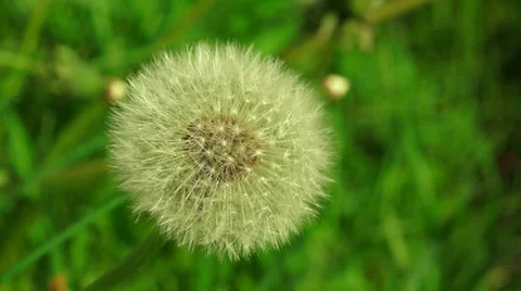 Dandelion. 4K. Video stock 38946007