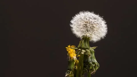 Dandelion 4k / HD. Time Lapse Video Of Dandelion Flower Seed Head Opening. Stock Footage 204158122