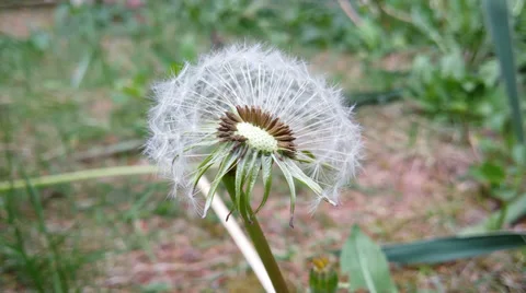 Dandelion 4k [seed form] Stock Footage 36847869