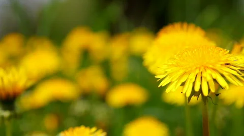 Dandelion 5 Stock Footage 720848