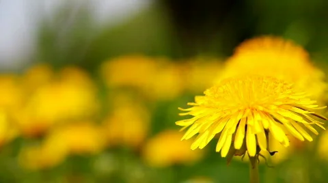 Dandelion 6 Video stock 720850
