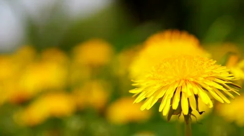 Dandelion 7 Stock Footage 720855