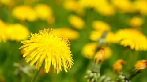 Dandelion 8 Stock Footage 720862