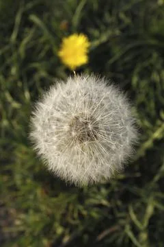 Dandelion from above Foto stock