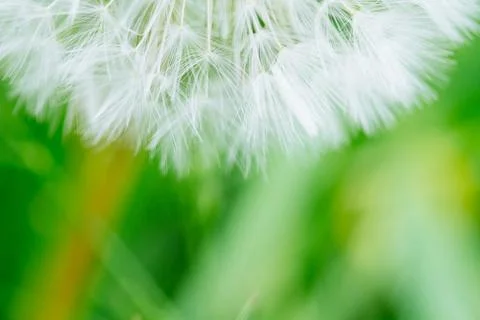 Dandelion abstract background. Shallow depth of field. Stock Photos