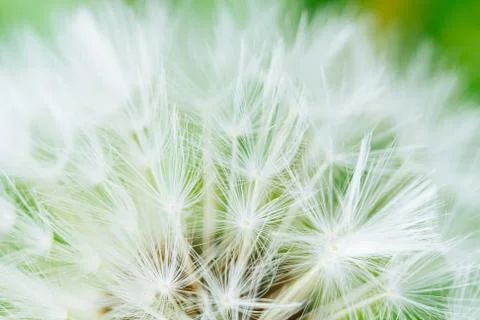 Dandelion abstract background. Shallow depth of field. Stock Photos