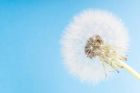 Dandelion abstract blue background. Shallow depth of field. Stock Photos