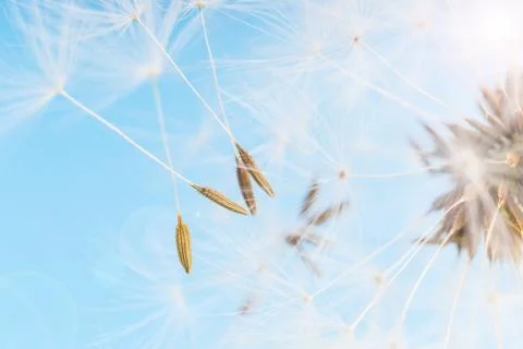 Dandelion abstract blue background. Shallow depth of field. Stock Photos