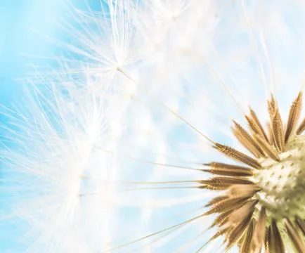 Dandelion abstract blue background. Shallow depth of field. Stock Photos