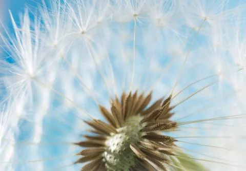 Dandelion abstract blurred background. White blowball over blue sky. Stock Photos