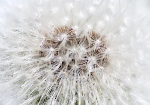 Dandelion abstract closeup Stock Photos