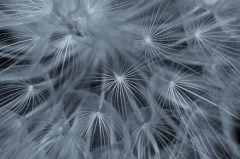 Dandelion abstraction Stock-Fotos