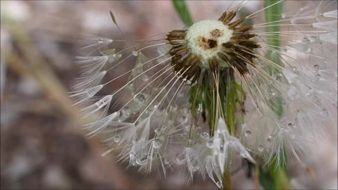 Dandelion after rain Stock-Footage 131912072
