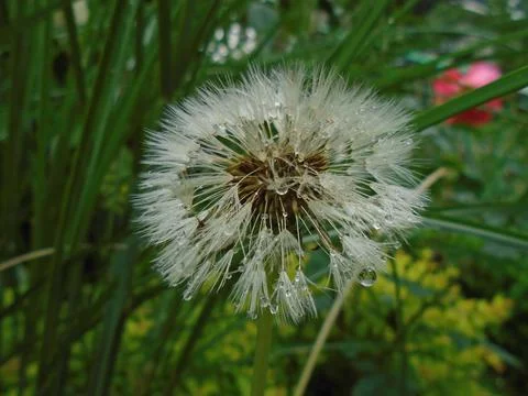 Dandelion after the rain - macro Stock Photos
