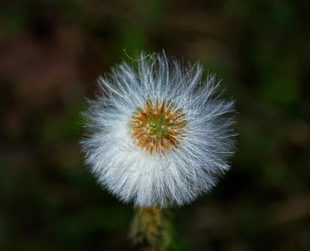  dandelion after wind Foto stock
