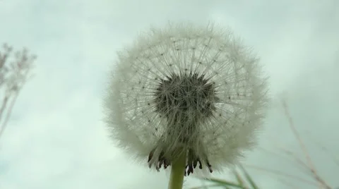 Dandelion against a lowering sky Stock Footage