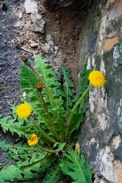 Dandelion against the wall. Stock Photos