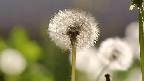 Dandelion and ant 库存影片 78410735