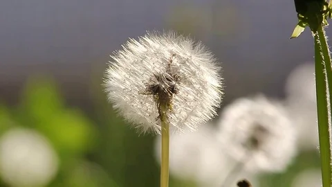 Dandelion and ant 库存影片 78411460