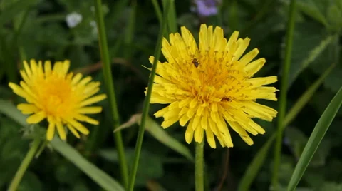 Dandelion and ants Stock Footage 5745488