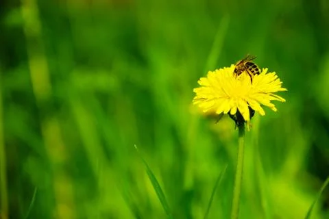 Dandelion and bee Stock Photos