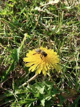 Dandelion and bee Foto stock