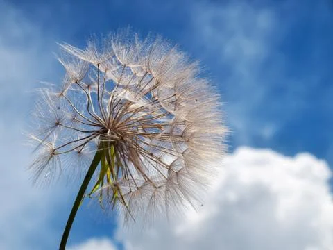 Dandelion and clouds Stock Photos