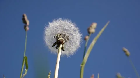 Dandelion and cocksfoot herb close-up on a background of blue sky. Shooting Stock Footage 86283760