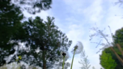 Dandelion and common dandelion Stock Footage 154662207