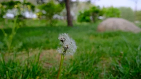 Dandelion and common dandelion Video stock 154662235