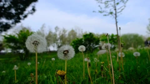 Dandelion and common dandelion Stock Footage 154662280