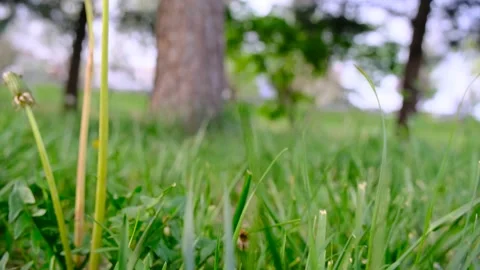 Dandelion and common dandelion Stock Footage 154662281