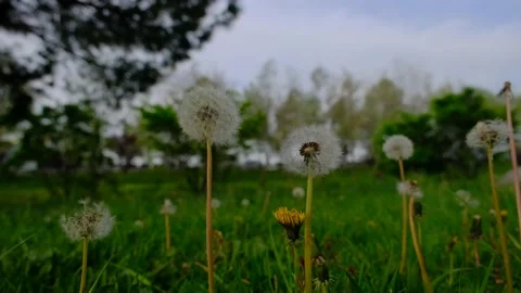 Dandelion and common dandelion Stock Footage 154662339