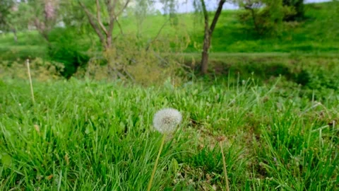 Dandelion and common dandelion Video stock 154663149