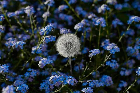 Dandelion and Forgetmenot Stock Photos