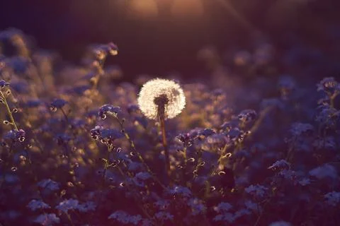 Dandelion and Forgetmenot Stock Photos