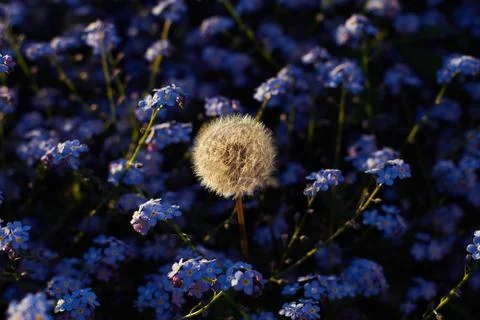 Dandelion and Forgetmenot Stock Photos