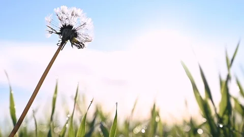 Dandelion and grass Stock Footage 121858911