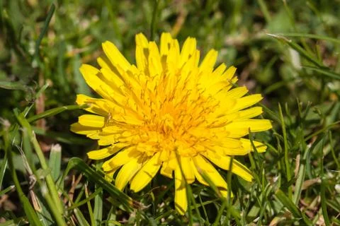 Dandelion and grass Stock Photos